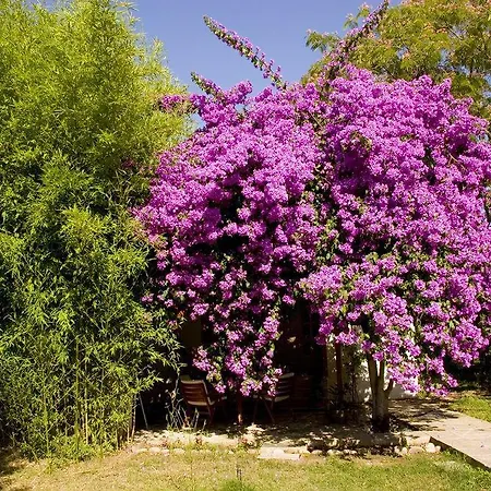 Tatil Evi Akdeniz Bahcesi Çıralı
